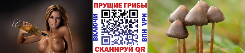 Галлюциногенные грибы Psilocybe Малоархангельск